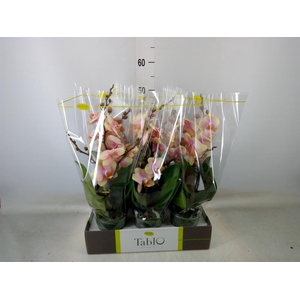 Phalaenopsis   ...yellow