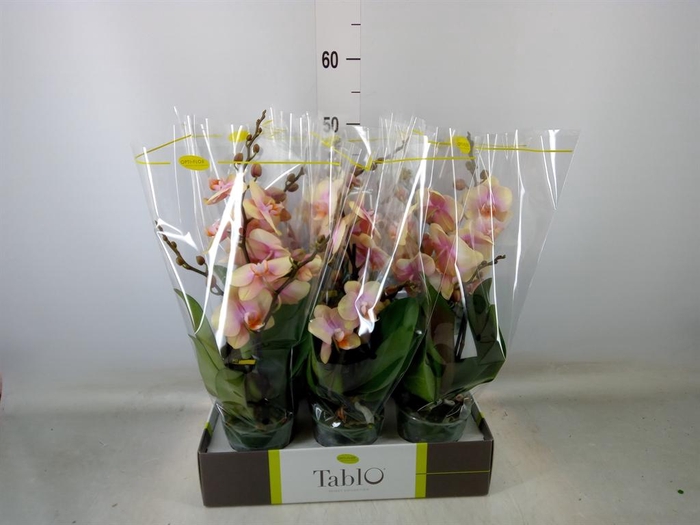 <h4>Phalaenopsis   ...yellow</h4>