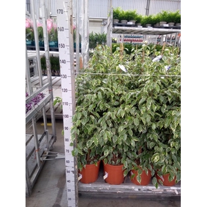 Ficus benja. 'Golden King'