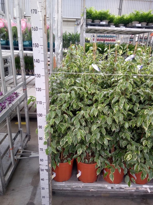 <h4>Ficus benja. 'Golden King'</h4>