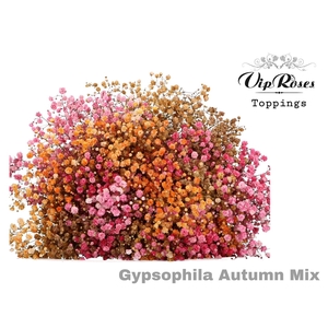 GYPS PA AUTUMN MIX