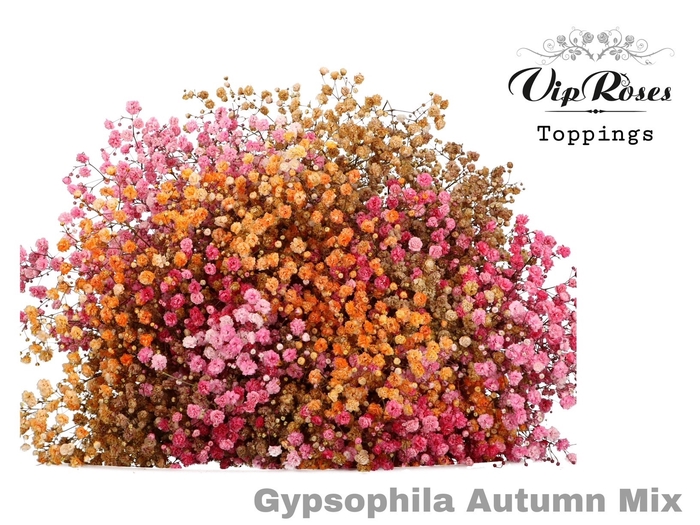 <h4>GYPS PA AUTUMN MIX</h4>