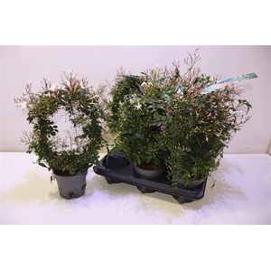 arr8 Jasm Polyanthum Wit