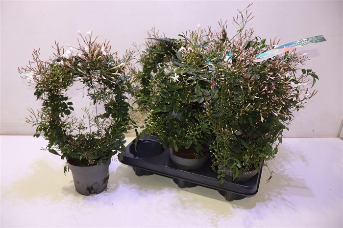 <h4>arr8 Jasm Polyanthum Wit</h4>