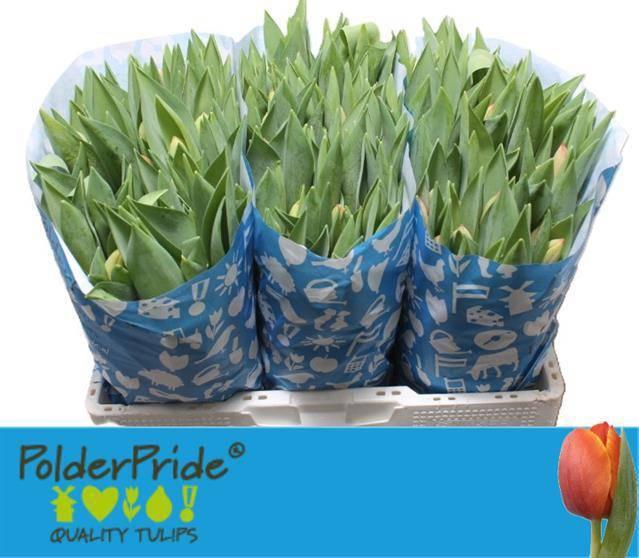 <h4>TU EN AD REM</h4>