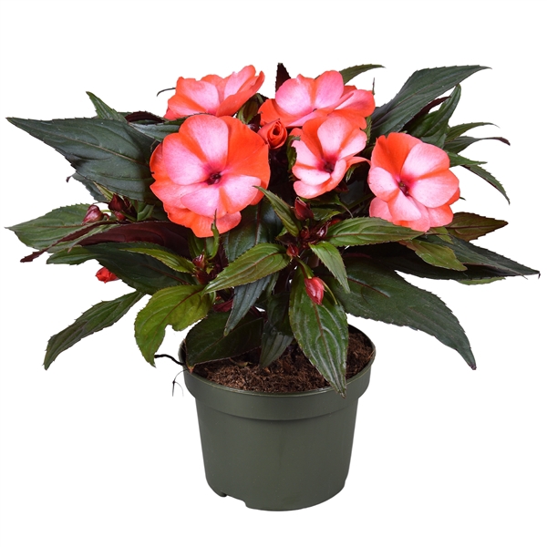 <h4>Impatiens New Guinea BICOLOR</h4>