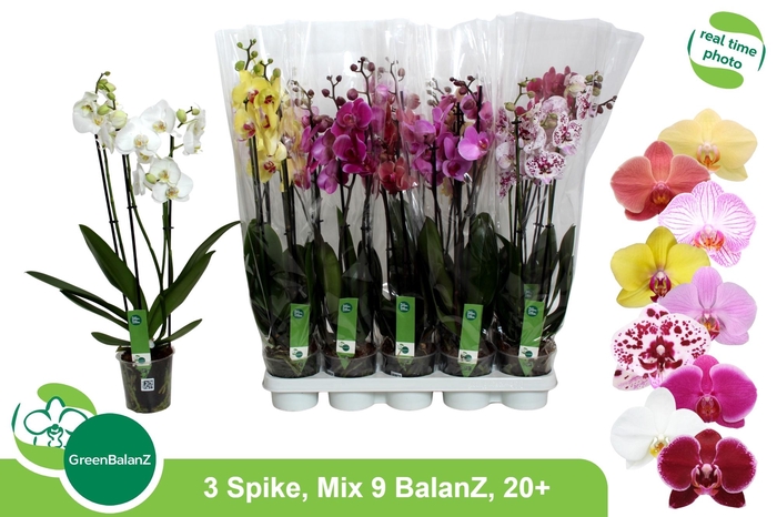 <h4>Phal Gem 9 Kl</h4>