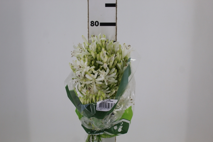 <h4>AGAPANTHUS BRANCO</h4>