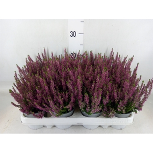 Calluna vulg. 'Beauty L Linda'