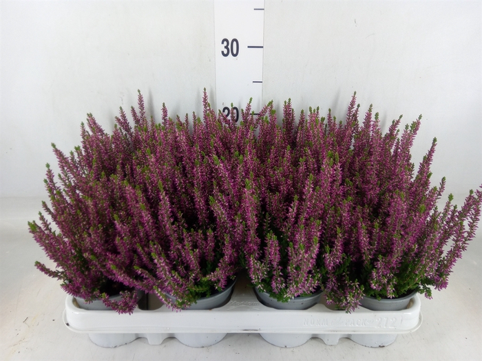 <h4>Calluna vulg. 'Beauty L Linda'</h4>