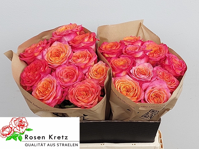 <h4>R GR CAMPARI</h4>