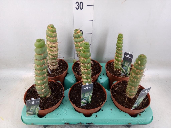 <h4>Cactus   ...</h4>