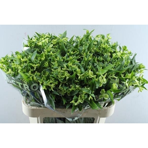 Alstr Fl Jade (groen)