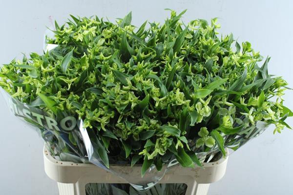 <h4>Alstr Fl Jade (groen)</h4>