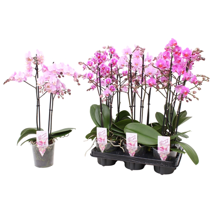 <h4>Phal. Multiflora 2-tak "Roze tinten"</h4>