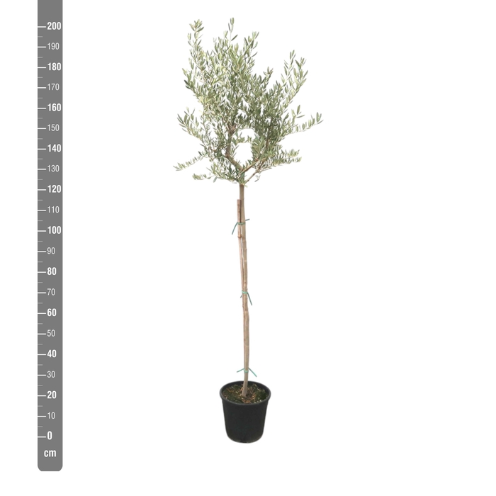 <h4>OLEA EUROPAEA</h4>