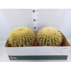 Echinocactus grusonii