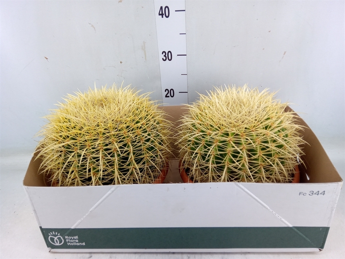 <h4>Echinocactus grusonii</h4>