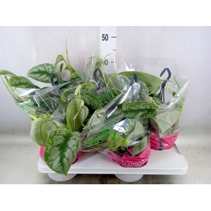 Scindapsus pictus 'Trebie'