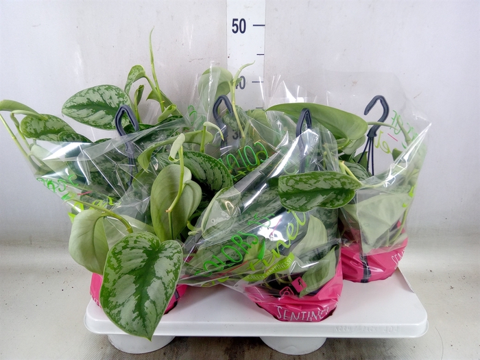 <h4>Scindapsus pictus 'Trebie'</h4>