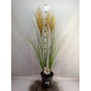 Cortaderia sell.