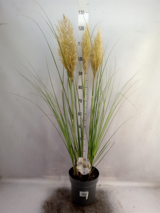 Cortaderia sell.