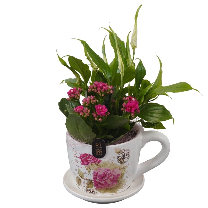 <h4>5200 MIDDEL KOP/SCHOTEL</h4>