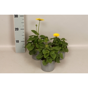 vaste planten 12 cm Doronicum Orientale Yellow