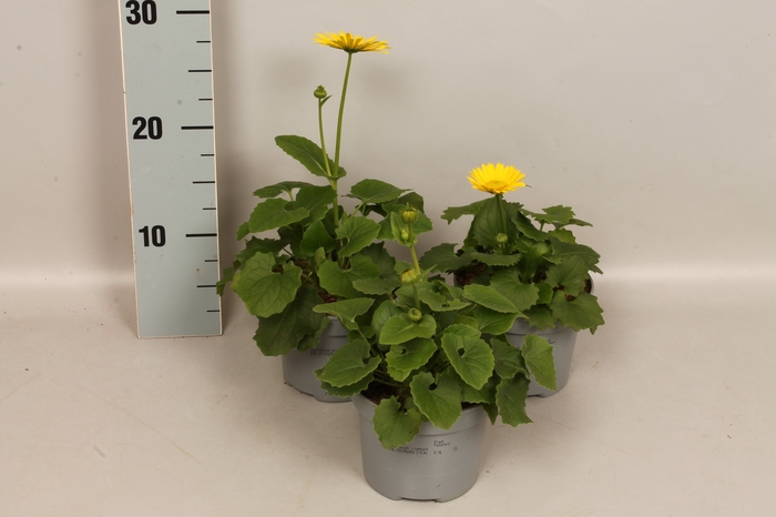 <h4>vaste planten 12 cm Doronicum Orientale Yellow</h4>