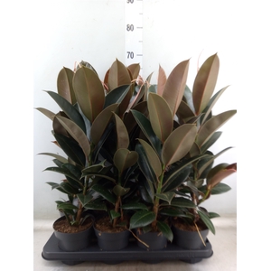 Ficus elastica 'Melany'