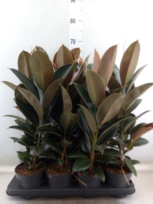 <h4>Ficus elastica 'Melany'</h4>