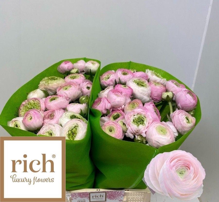 <h4>RAN EL PINK</h4>