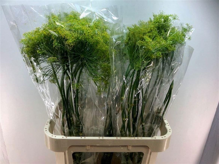 <h4>ANETHUM GRAV P BOS</h4>