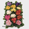 .Primula acaulis grp gemengd