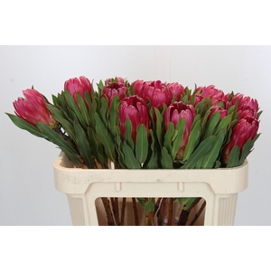 Protea Brenda