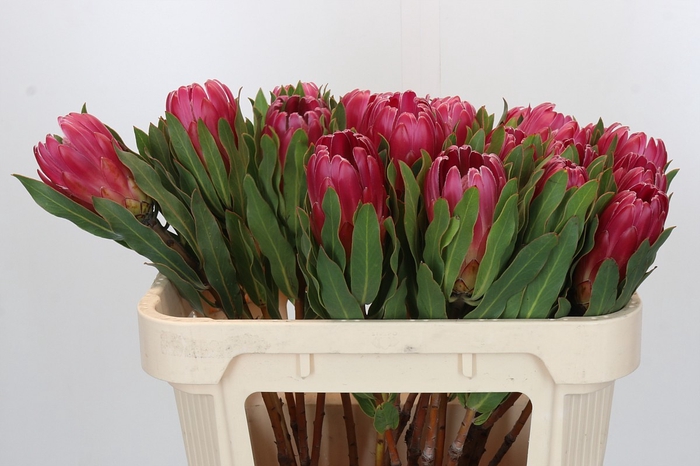 <h4>Protea Brenda</h4>