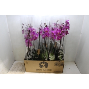 PHAL. 2 HASTES P12 PINK 2 HA MULTIFLORA