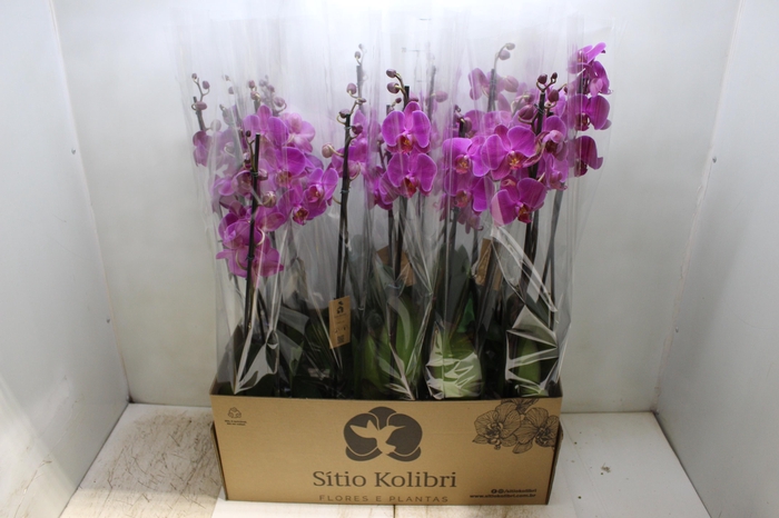 <h4>PHAL. 2 HASTES P12 PINK 2 HA MULTIFLORA</h4>
