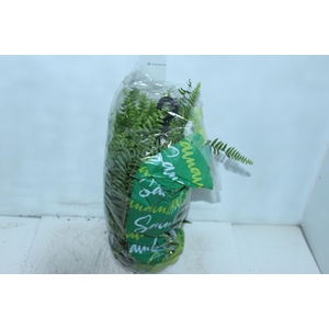 SAMAMBAIA AMERICANA C21