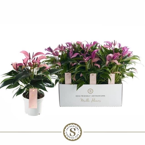 ANTH MILLE FLEURS ZIZOU P12