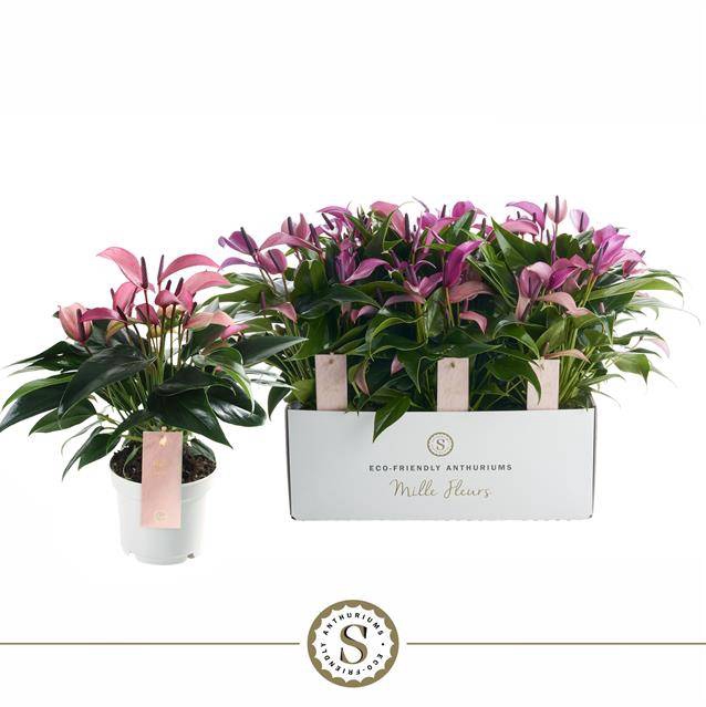 <h4>ANTH MILLE FLEURS ZIZOU P12</h4>
