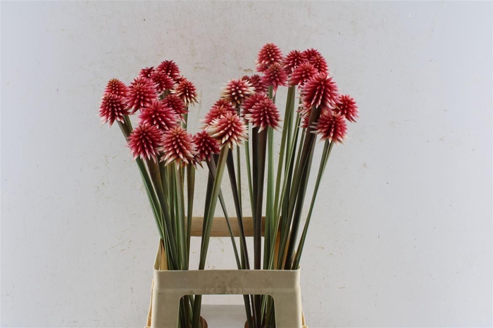 <h4>Inirida Winter</h4>