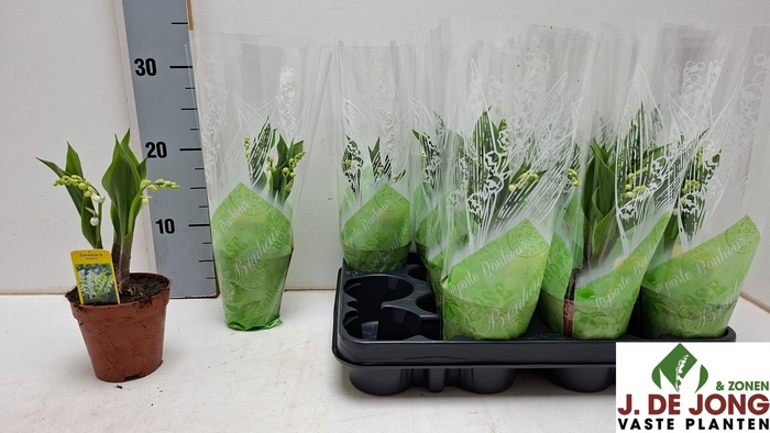 <h4>CONVALLARIA MAJALIS</h4>