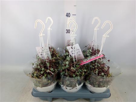 Ceropegia woodii 'Silver Glory'