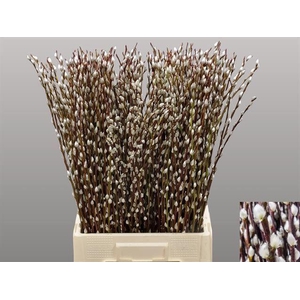SALIX WILGENKATJES