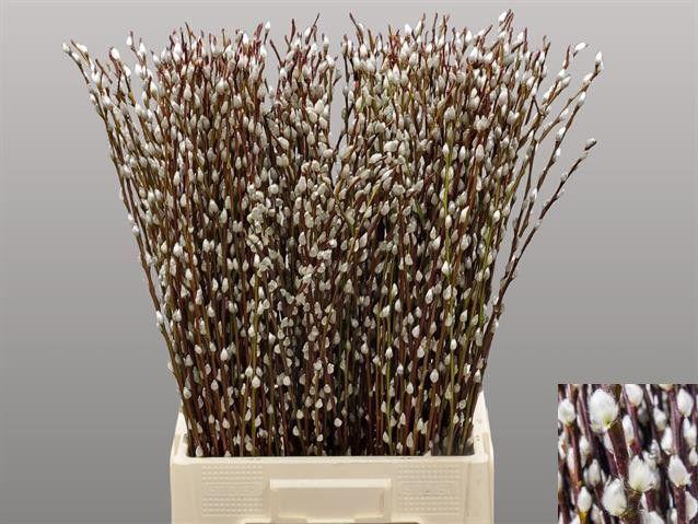 <h4>SALIX WILGENKATJES</h4>