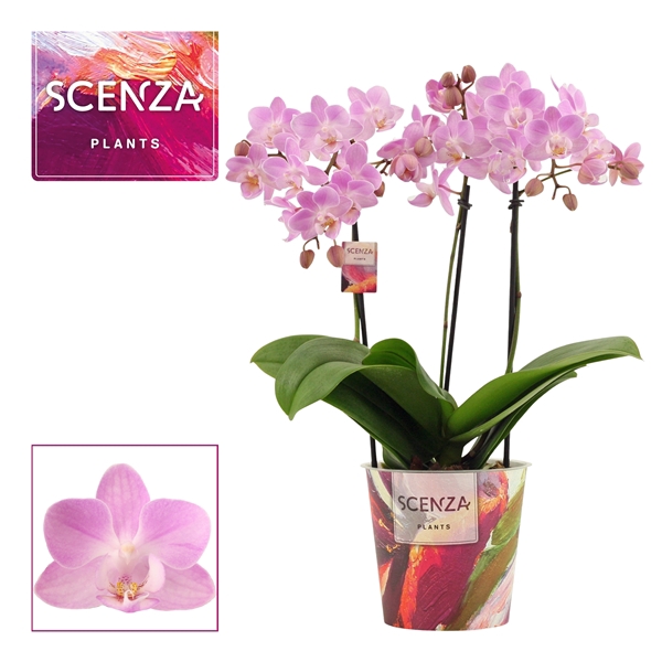 <h4>Phalaenopsis dazzling Cotton Candy 3-4 tak (Scenza)</h4>