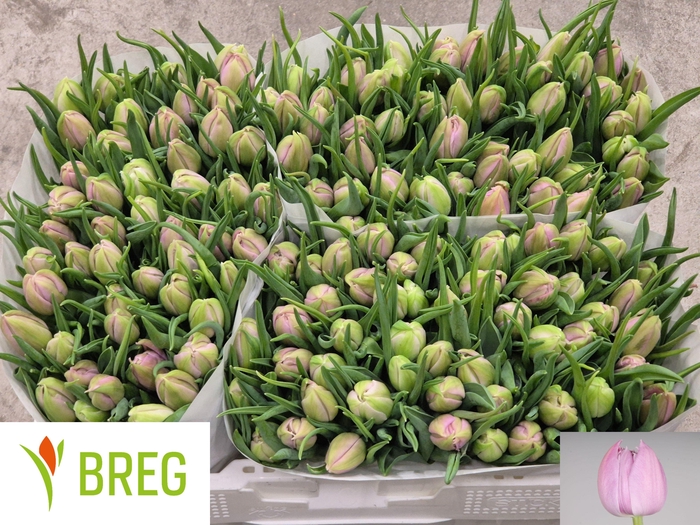 <h4>TU DU KATINKA</h4>