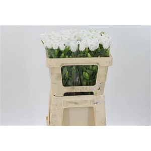 Camp M Champion Whit