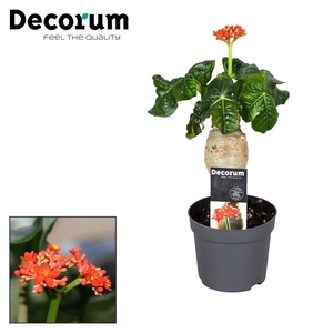 Jatropha Podagrica Oranje Decorum